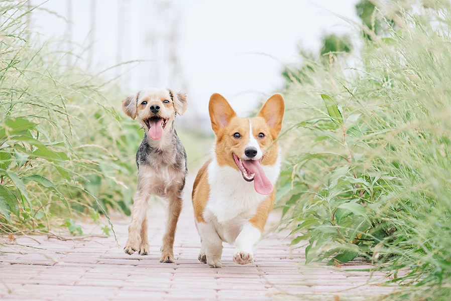 AirTagを犬・ペットにつける