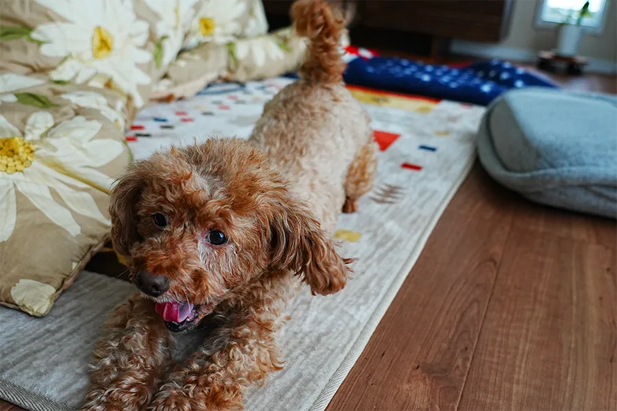 ペットの犬